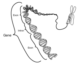 1201293730270px-gene.png