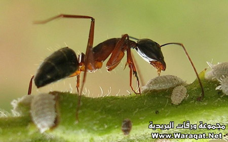 m3loomaat8.jpg