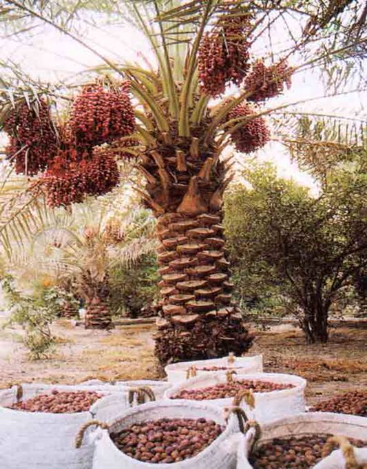 alhasa4.jpg