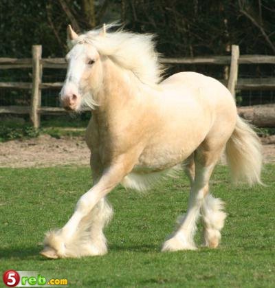 22_loshad_30.jpg