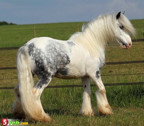 11_loshad_68.jpg