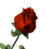 flower-rose-007_02.gif