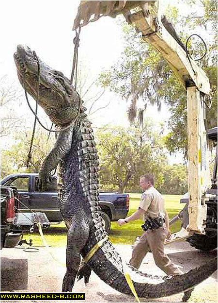 alligator.jpg