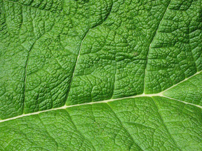 green-leaf-veins[1].jpg
