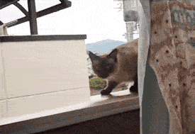 110341.gif