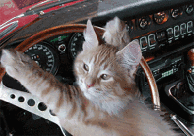 oq0696zb.gif