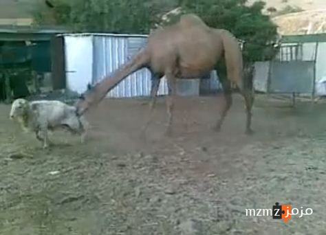 Capture110.jpg