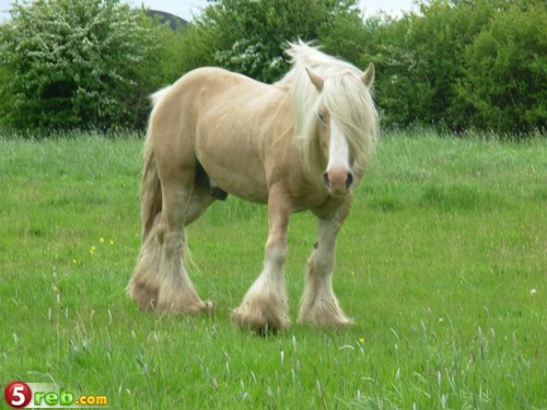10_loshad_91.jpg