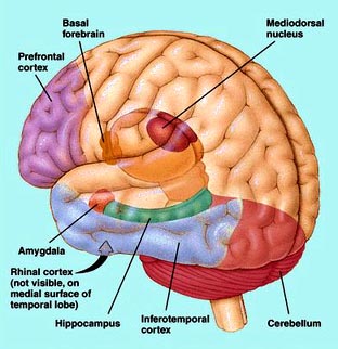 prefrontal_cortex.jpg