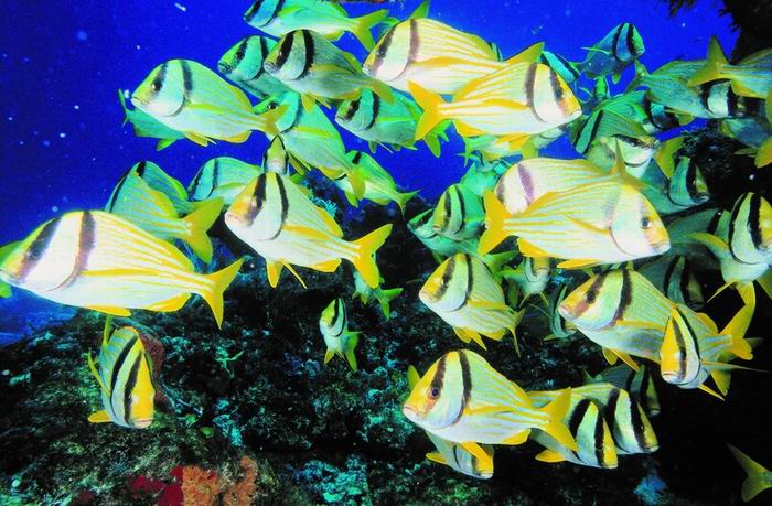 snorkeling-05.jpg